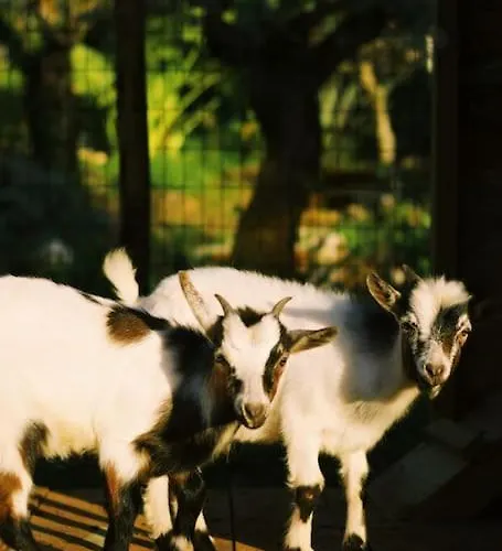 Апартаменты Casa Oliva - Casa Do